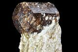 Long, Brown Dravite Tourmaline Crystal in Mica - Australia #96312-2
